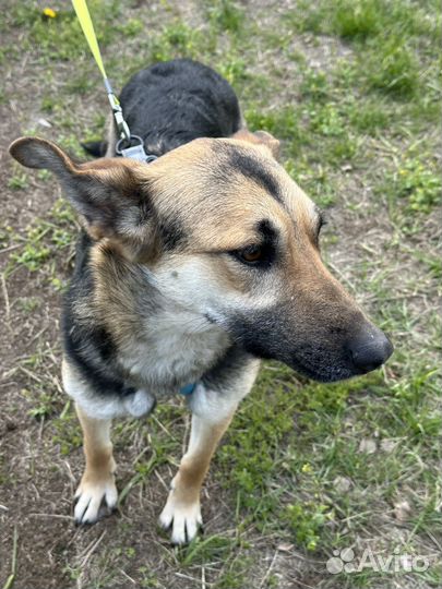 Молодая стесняшка