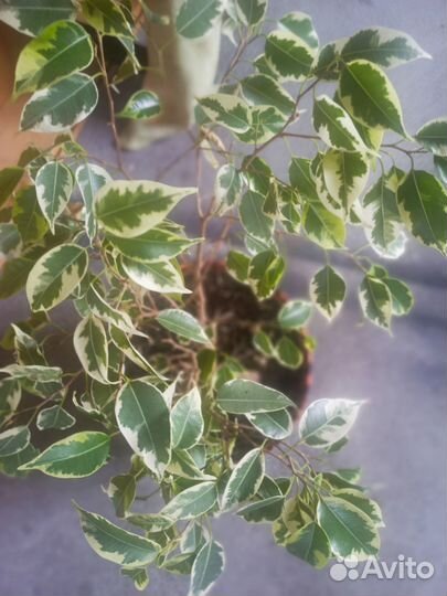 Фикус бенджамина Бонсай