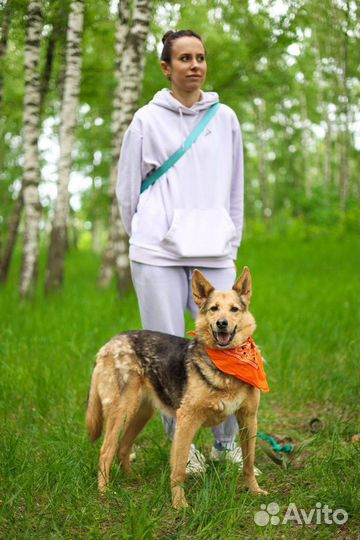 Собака Айка из приюта ищет дом