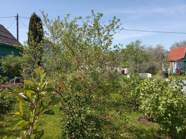 Дача 10 м² на участке 5 сот.