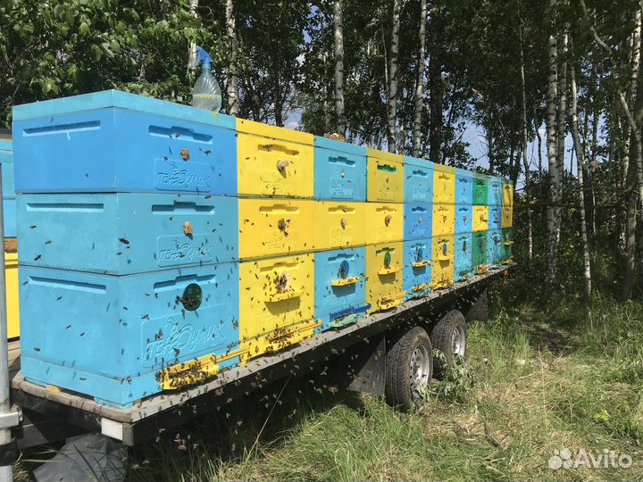 Пасека,пчелы,прицеп