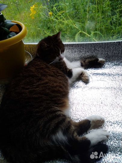 Кошка мышеловка