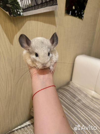 Продаётся шиншиллёнок
