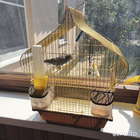 Волнистый попугай с клеткой