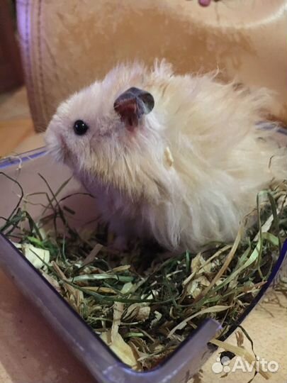 Сирийские хомяки