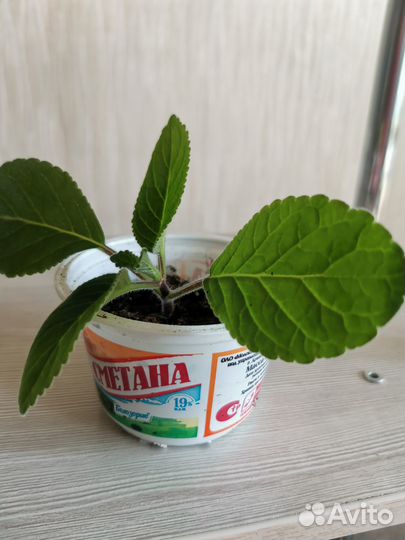 Тидея Глоксиния