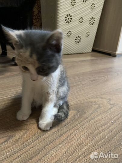 Котята в добрые руки даром