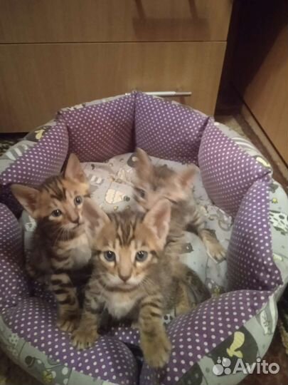 Бенгальская