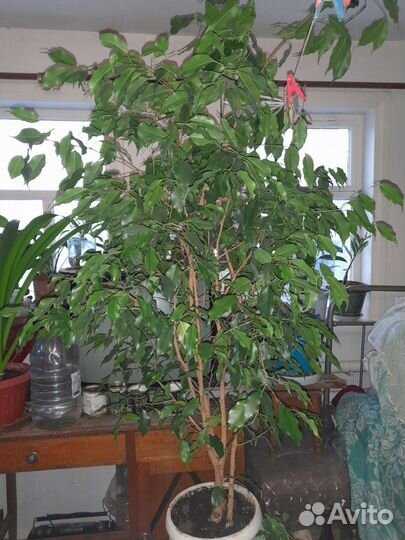 Комнатные цветы