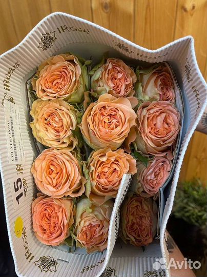 Эквадорские розы. Крупноголовая роза Пионовидная