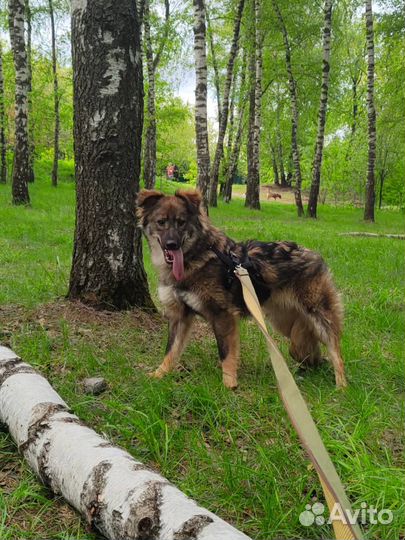 Гренка, собака ищет дом