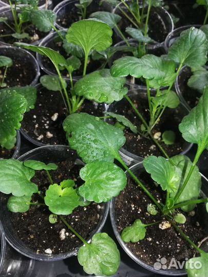 Виола рассада