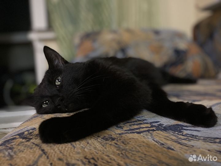 Черная кошка
