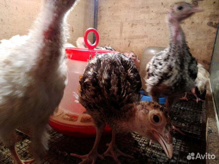 Индюшата бронза 708 и Грей М