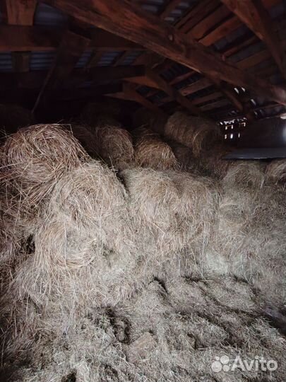 Сено в тюках