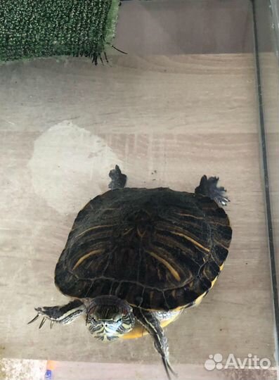 Черепаха