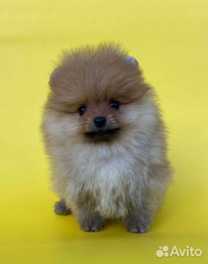 Шпицы мальчики и девочки. Доставка из Челябинска