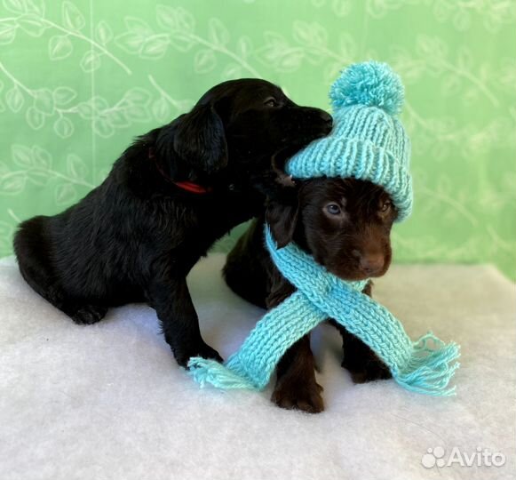 Прямошерстный ретривер