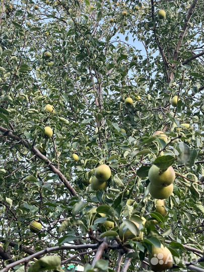 Яблоки и груши домашние