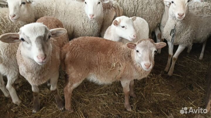 Катумские ягнята