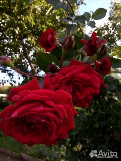 Плетистая Роза Мессир Дельбар/Грандесса