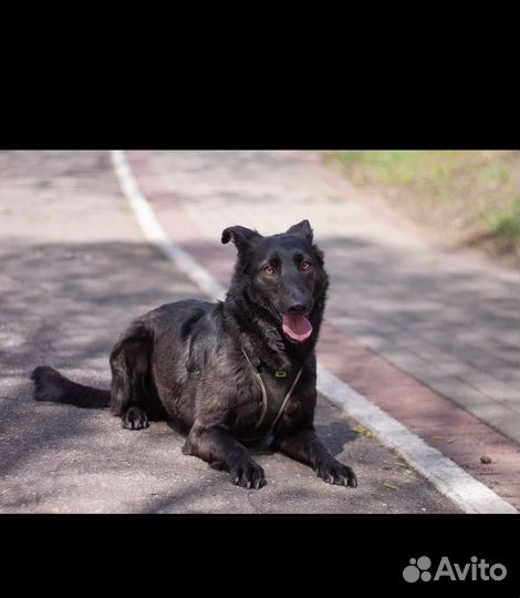 Ищу родителей