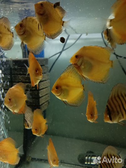 Дискусы рыбки