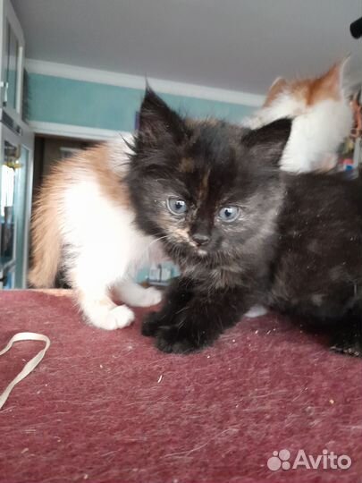 Продать котенка