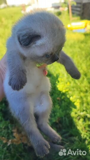 Шотландские котята