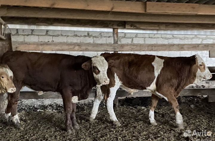 Продаются быки
