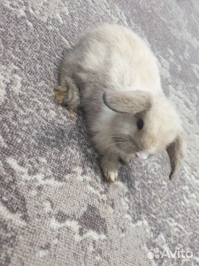 Декоративные карликовые кролики