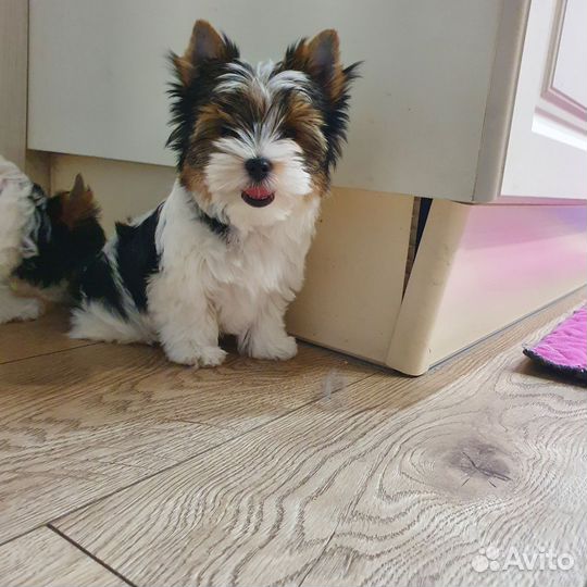 Щенки бивер йорка