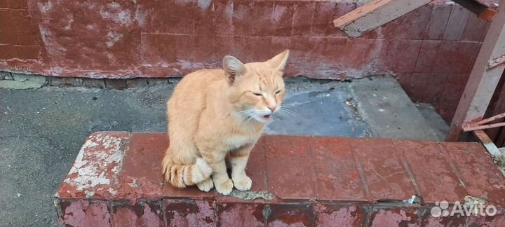 Кот бывшедомашний в добрые руки