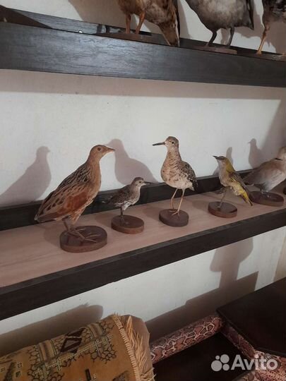 Чучела птиц