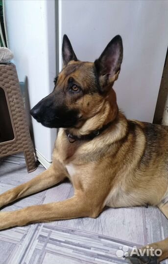 Собаки бесплатно