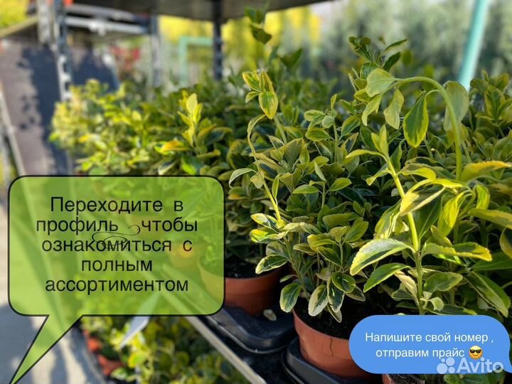 Ива Хакуро-Нишики штамб 100см 356336нд