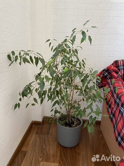 Фикус бенджамина