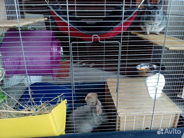 Продам шиншилл