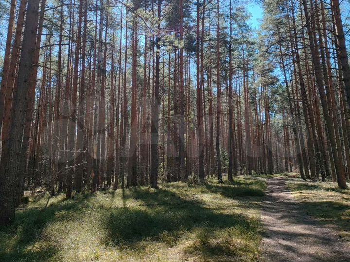 Участок 1,2 га (ИЖС)