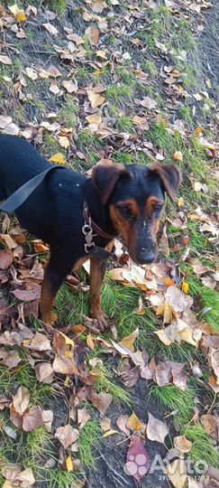 Ягдтерьер 2 года