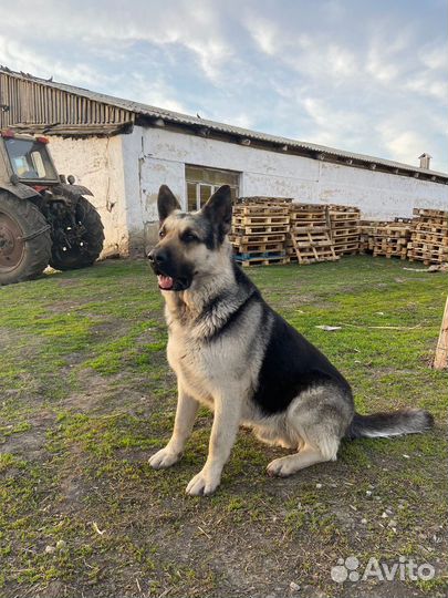 Ищем девочку