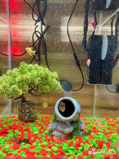 Аквариумные рыбки