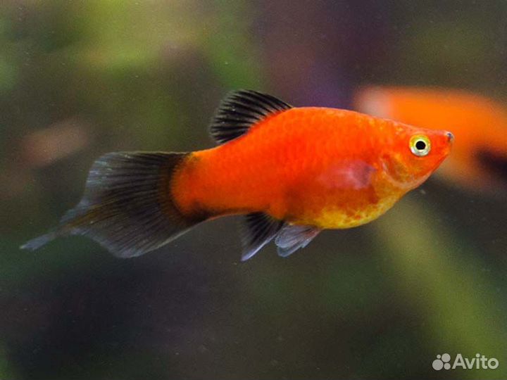 Пецилия редиска (Platy Pintail)