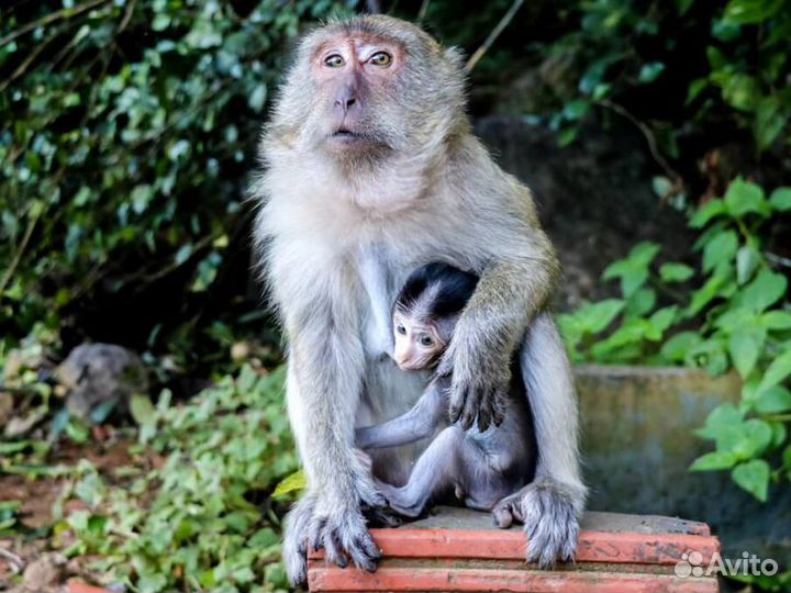 Экскурсия — Пхукет — Поездка на секретное озеро Че