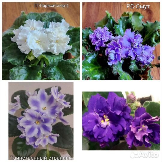 Сортовые фиалки