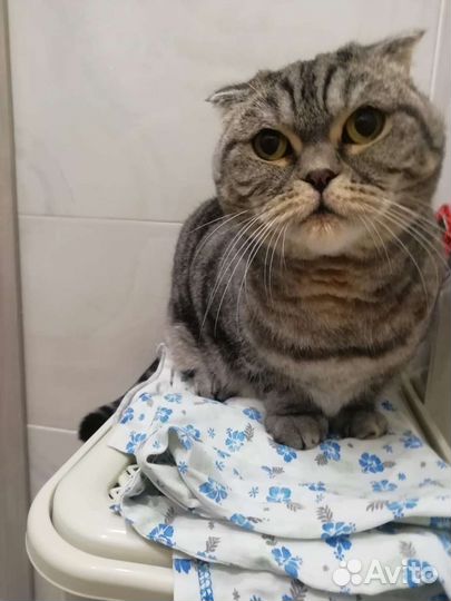 Кошка