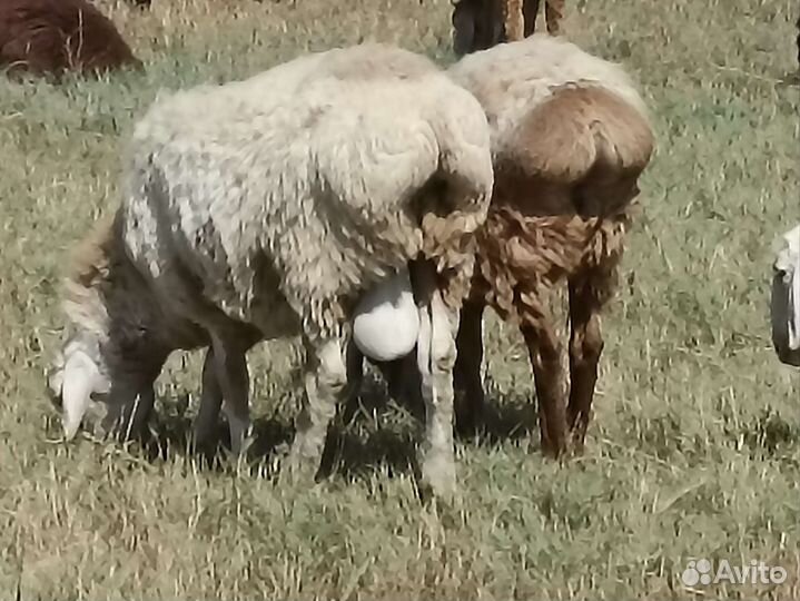 Гиссарские ягнята на Племя