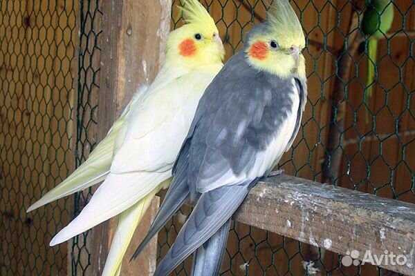 Попугай Корелла