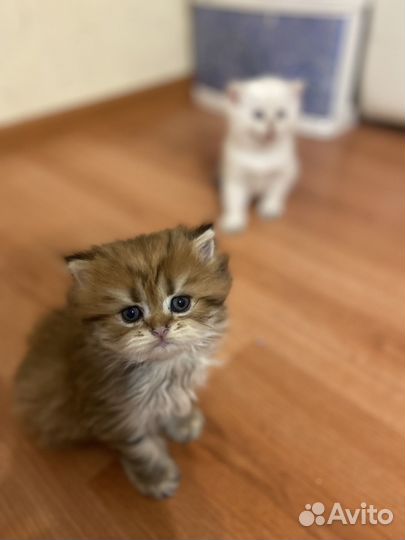 Британская кошка