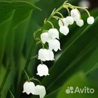 Ландыши садовые, рассада, букетики